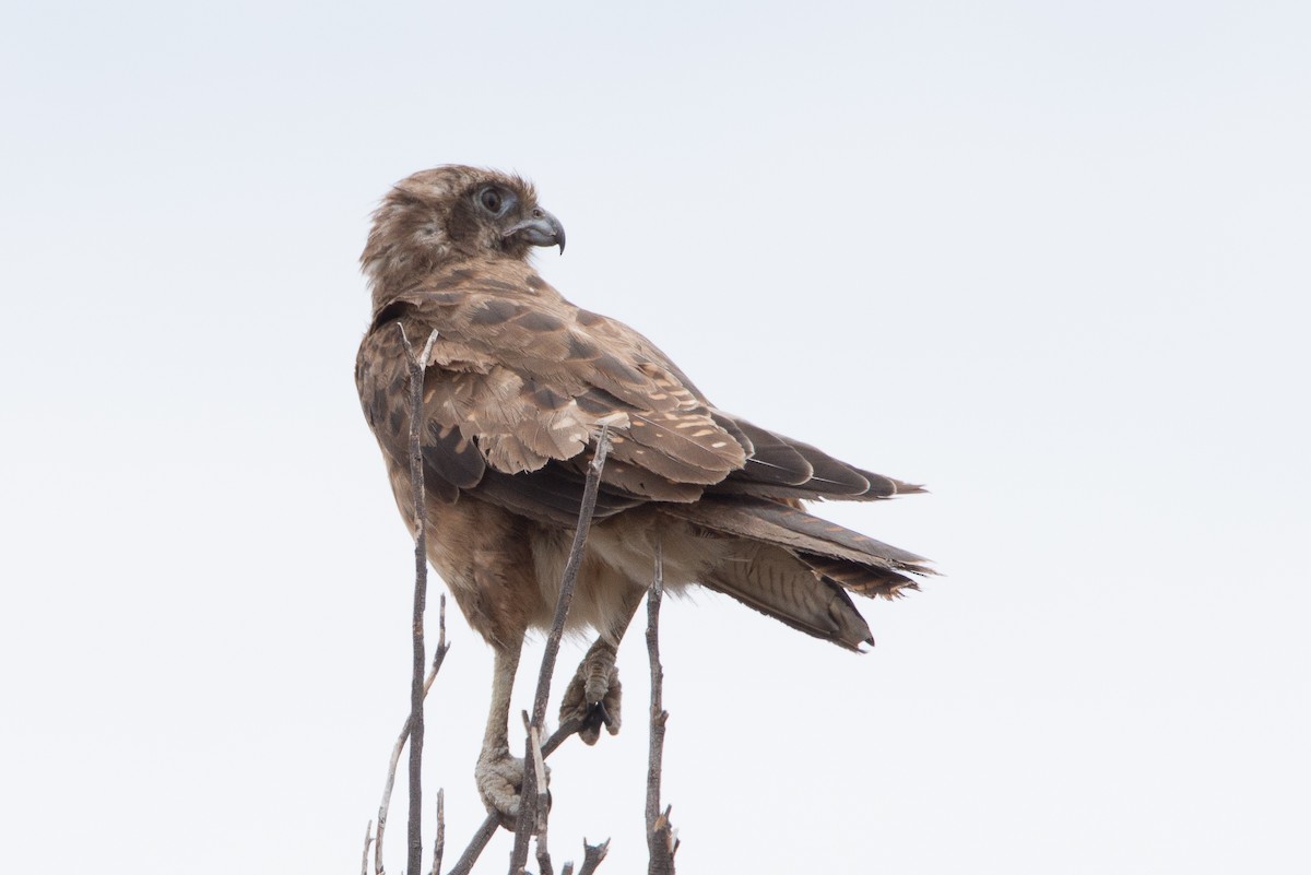 Brown Falcon - ML572904341