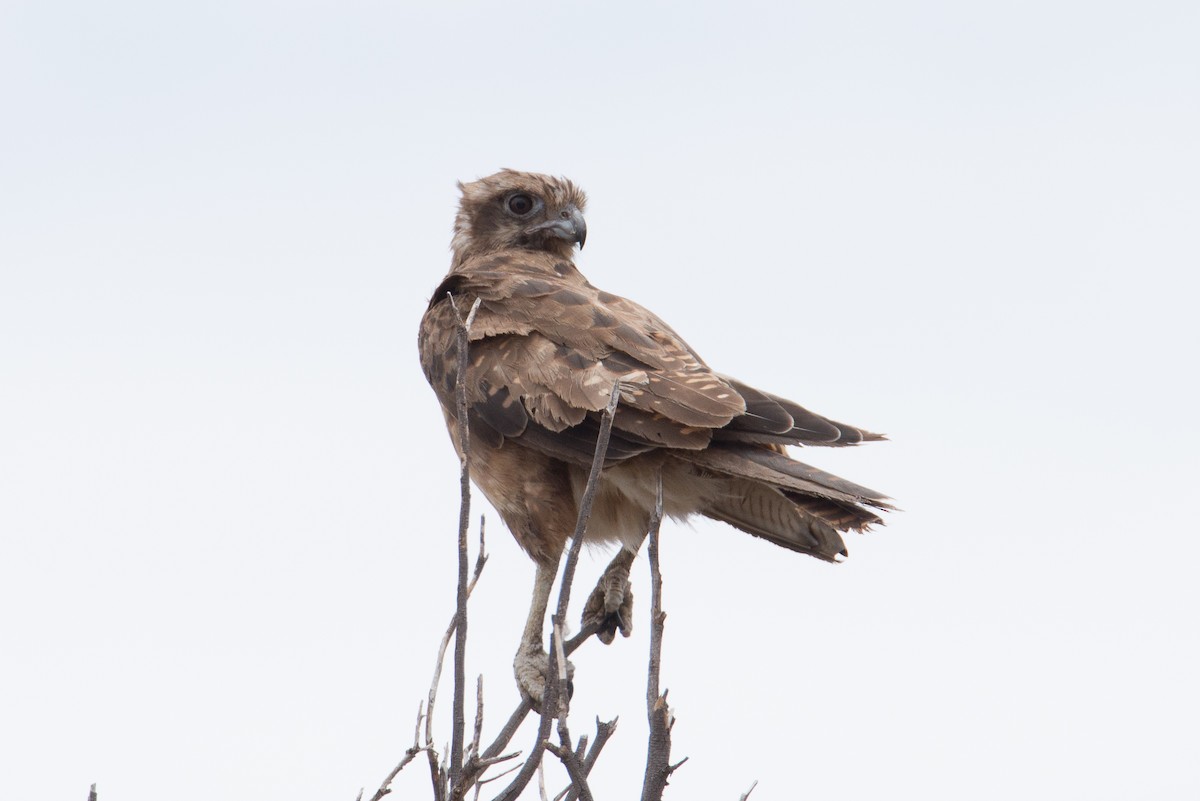 Brown Falcon - ML572904351