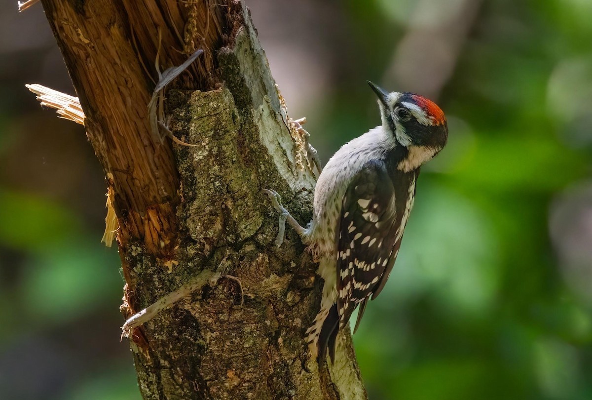 Downy Woodpecker - ML572904711