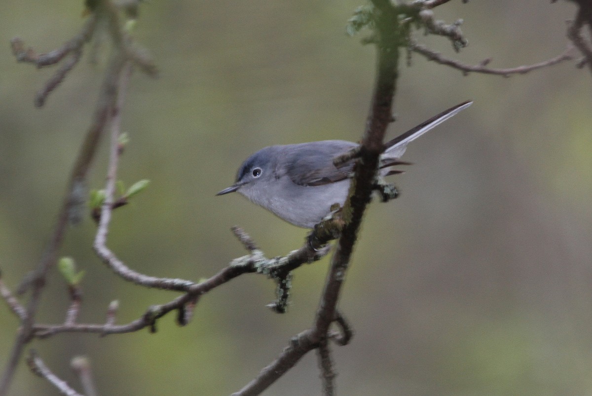 Blue-gray Gnatcatcher - Bruce Cole