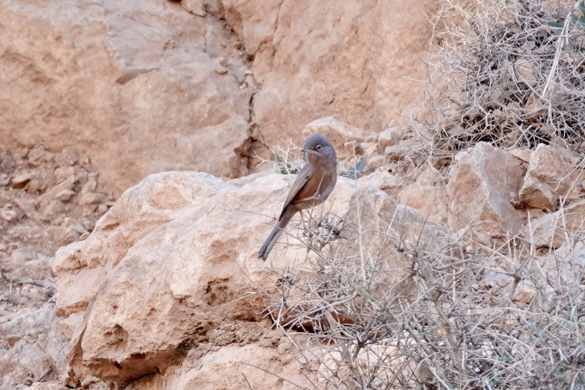 Tristram's Warbler - ML572905361