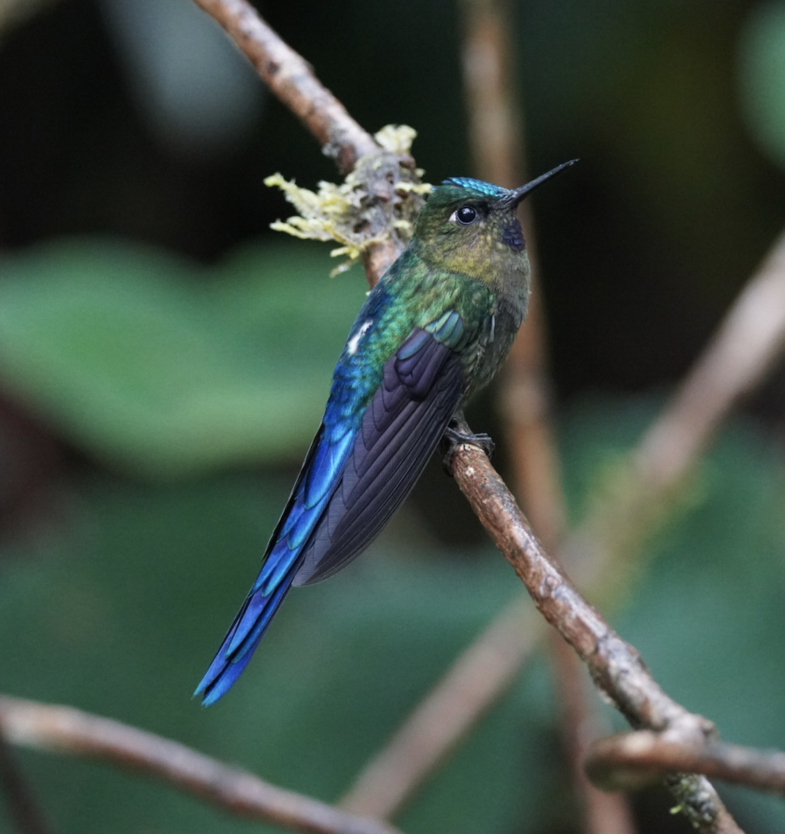 Violet-tailed Sylph - ML572905871