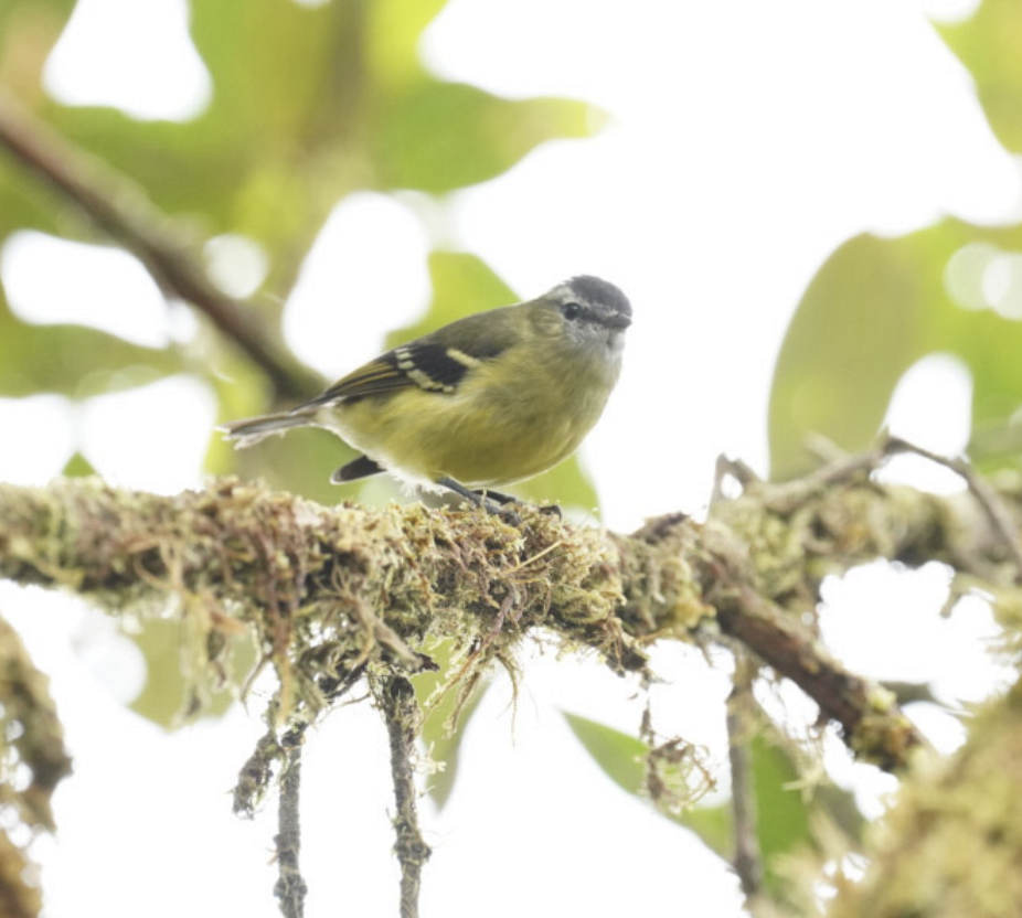 Black-capped Tyrannulet - ML572906001