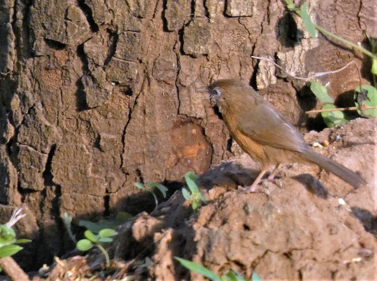 Tawny-bellied Babbler - ML572906271