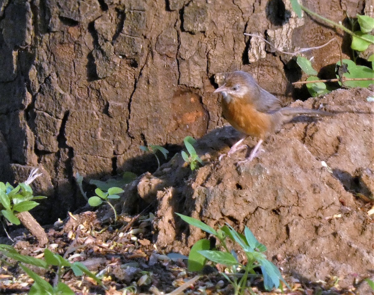 Tawny-bellied Babbler - ML572906281