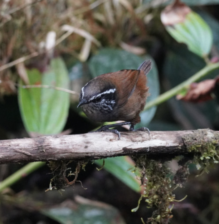 Gray-breasted Wood-Wren - ML572906291