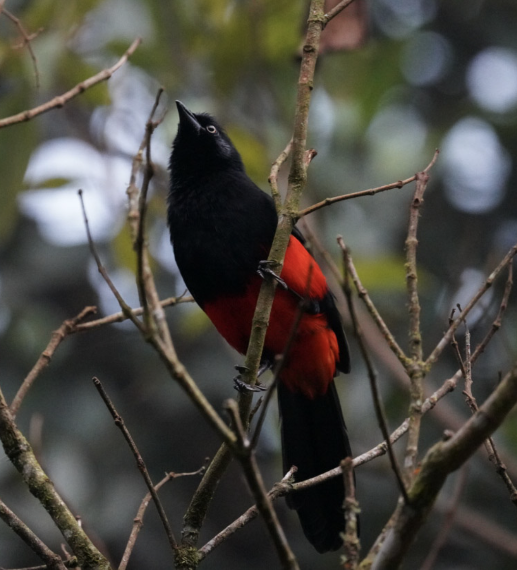 Red-bellied Grackle - ML572906461