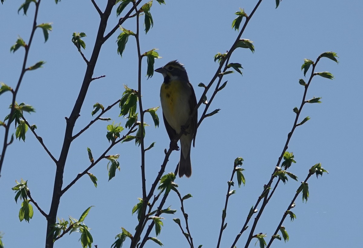 Dickcissel - ML572906731