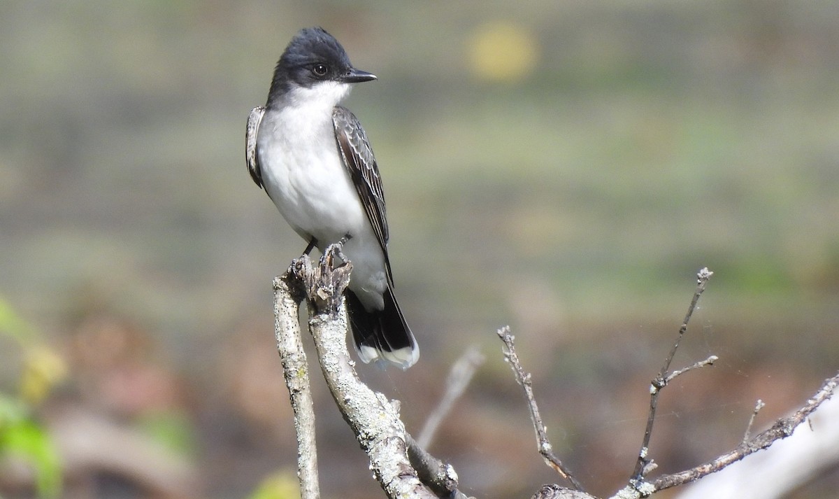 Eastern Kingbird - ML572906871