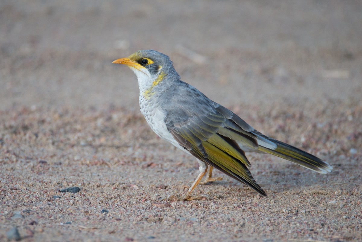 Yellow-throated Miner - Jan Lile