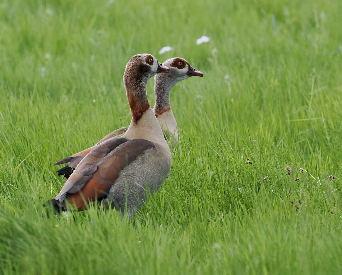 Egyptian Goose - ML572906911