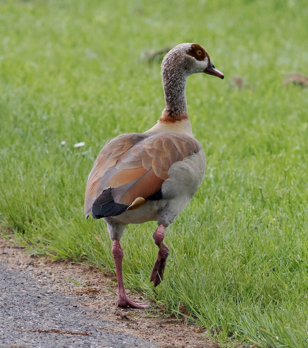 Egyptian Goose - ML572906921