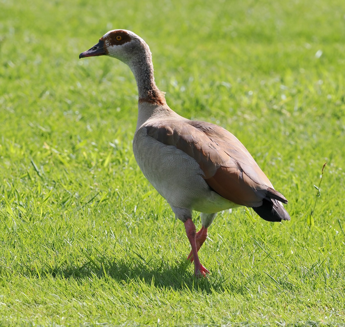 Egyptian Goose - ML572906931