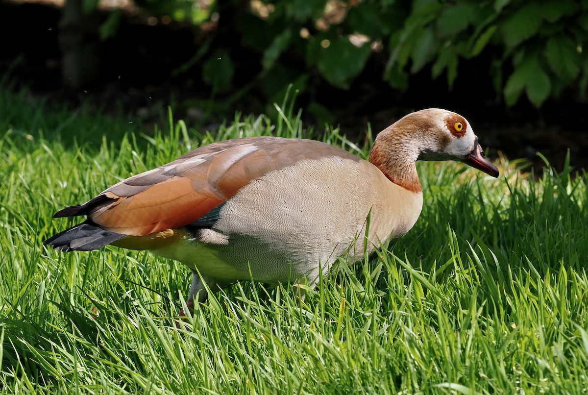 Egyptian Goose - ML572906941