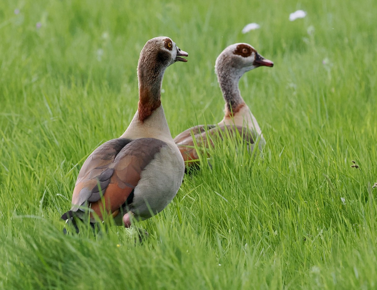 Egyptian Goose - ML572906951