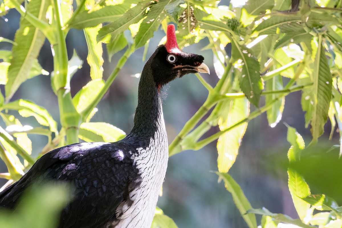 Horned Guan - ML572908101