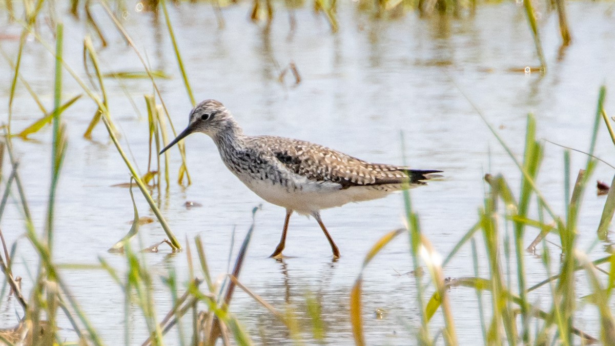 Lesser Yellowlegs - ML572908591