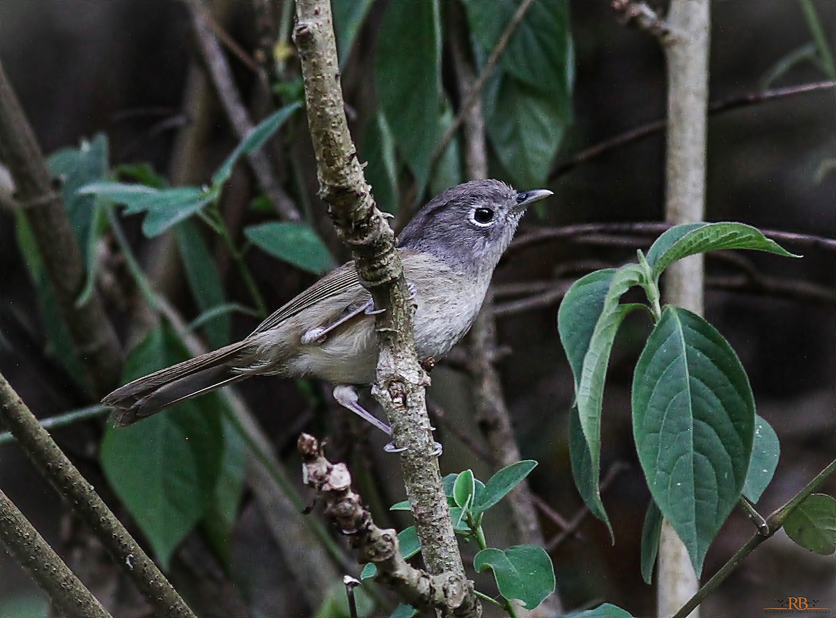 Nepal Fulvetta - ML572908711