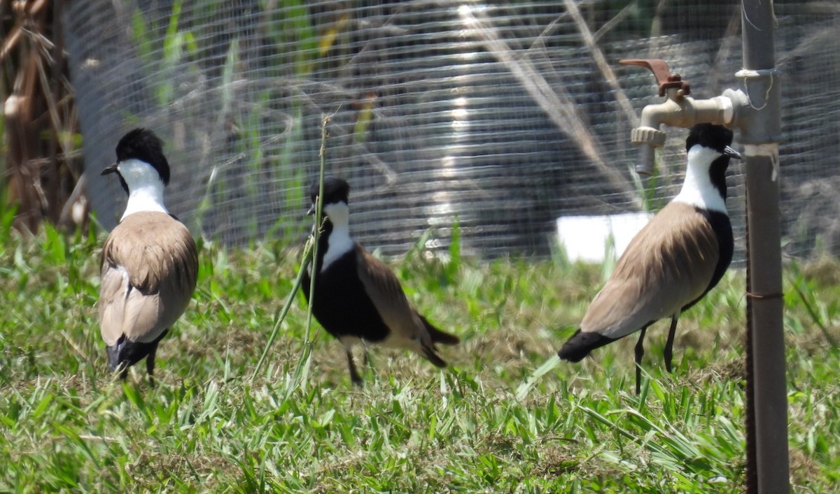 Spur-winged Lapwing - ML572908961