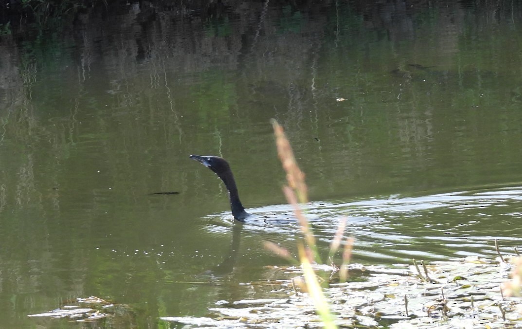 Pygmy Cormorant - ML572909031