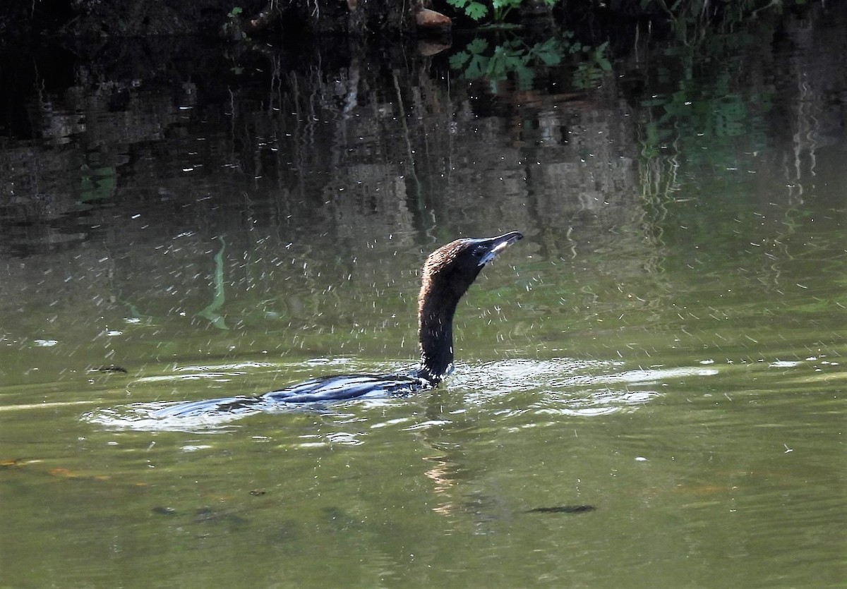 Pygmy Cormorant - ML572909041