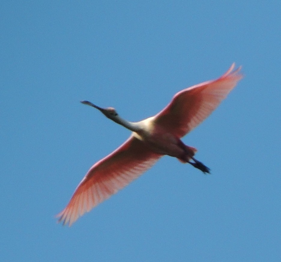 Roseate Spoonbill - ML57290911