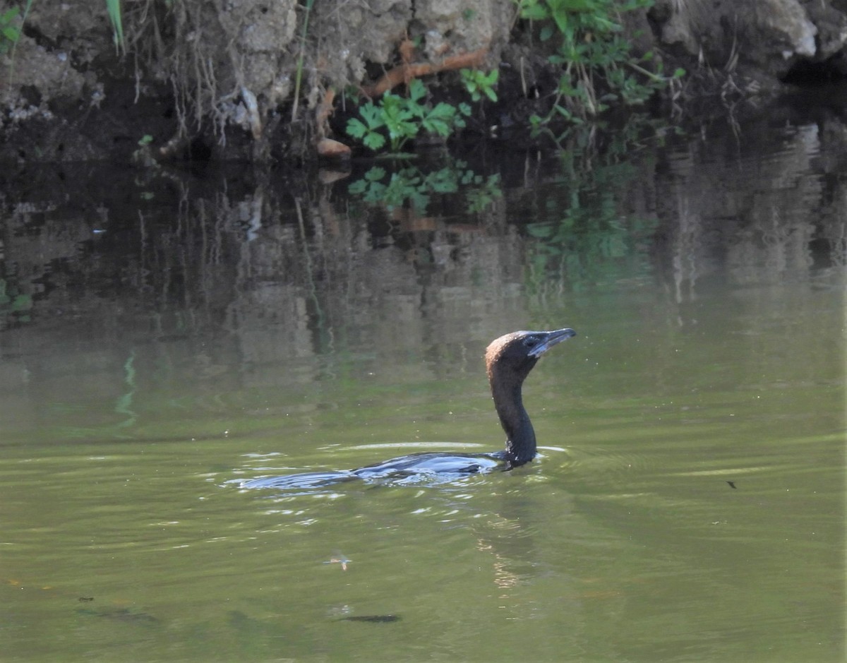 Pygmy Cormorant - ML572909171