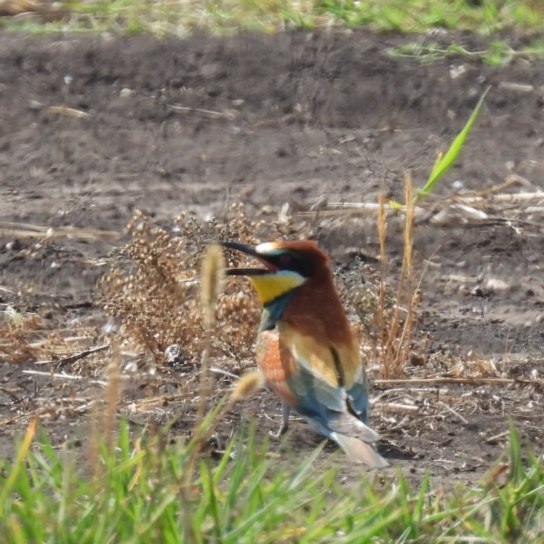 European Bee-eater - ML572909201