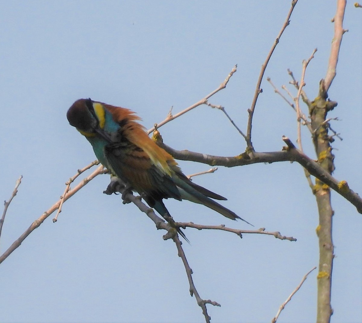 European Bee-eater - ML572909261