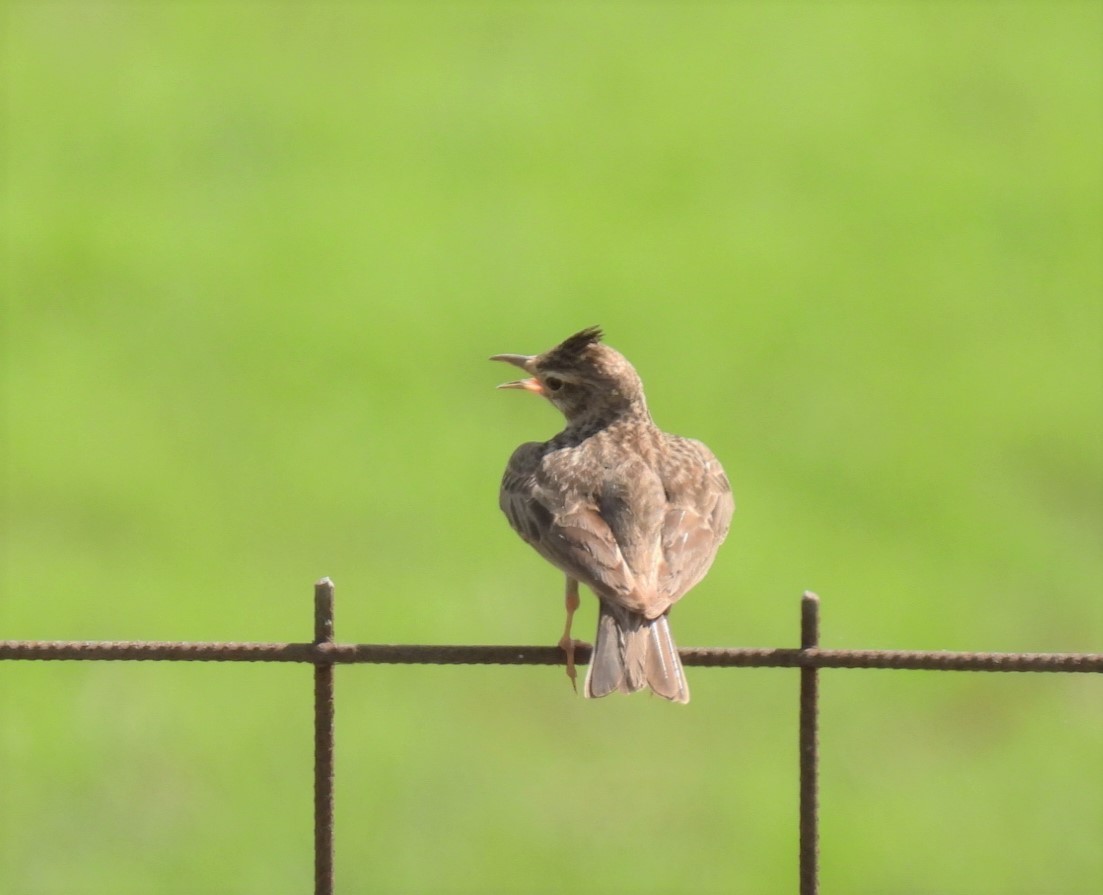 Crested Lark - ML572909321