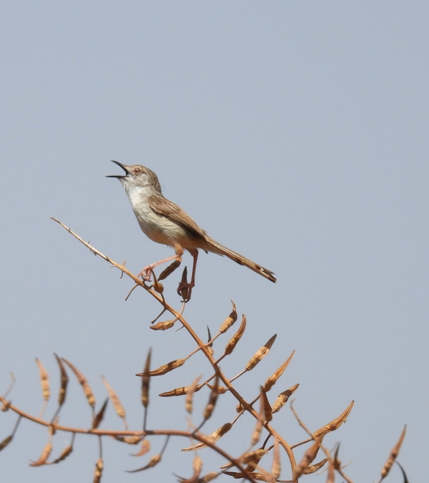 Prinia gracile - ML572909421