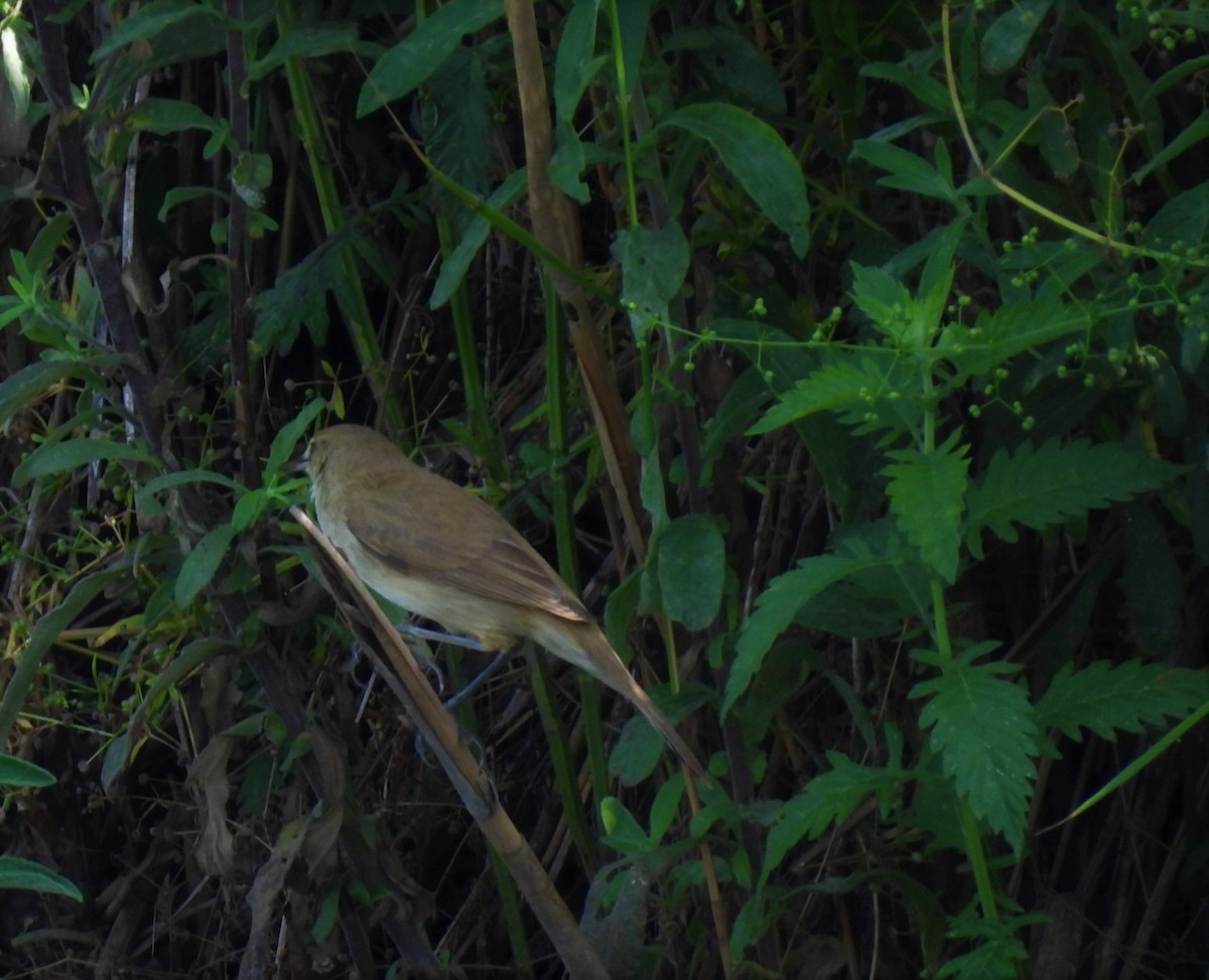 Great Reed Warbler - ML572909501