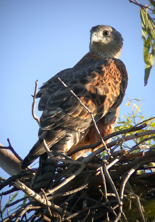 Red Goshawk - ML572909961