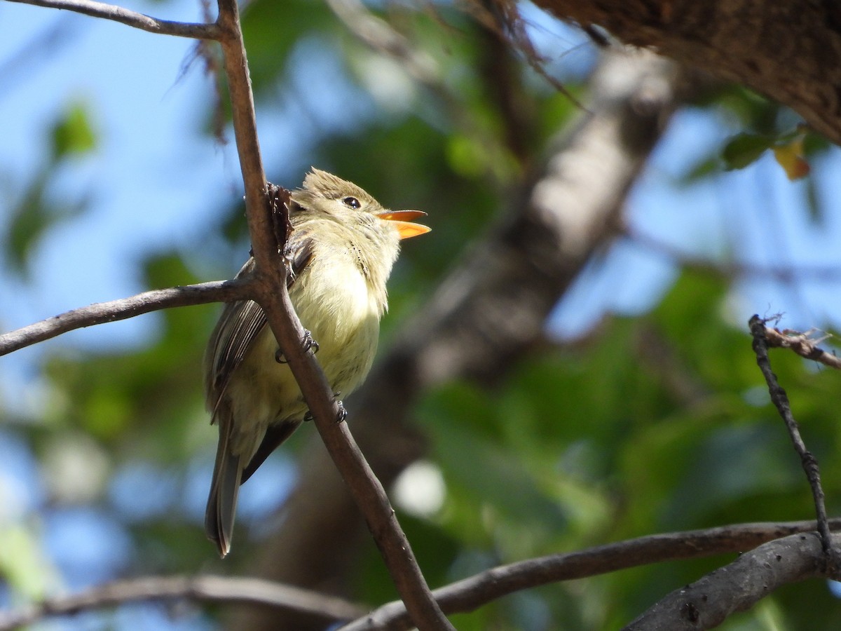 Western Flycatcher (Cordilleran) - ML572911481