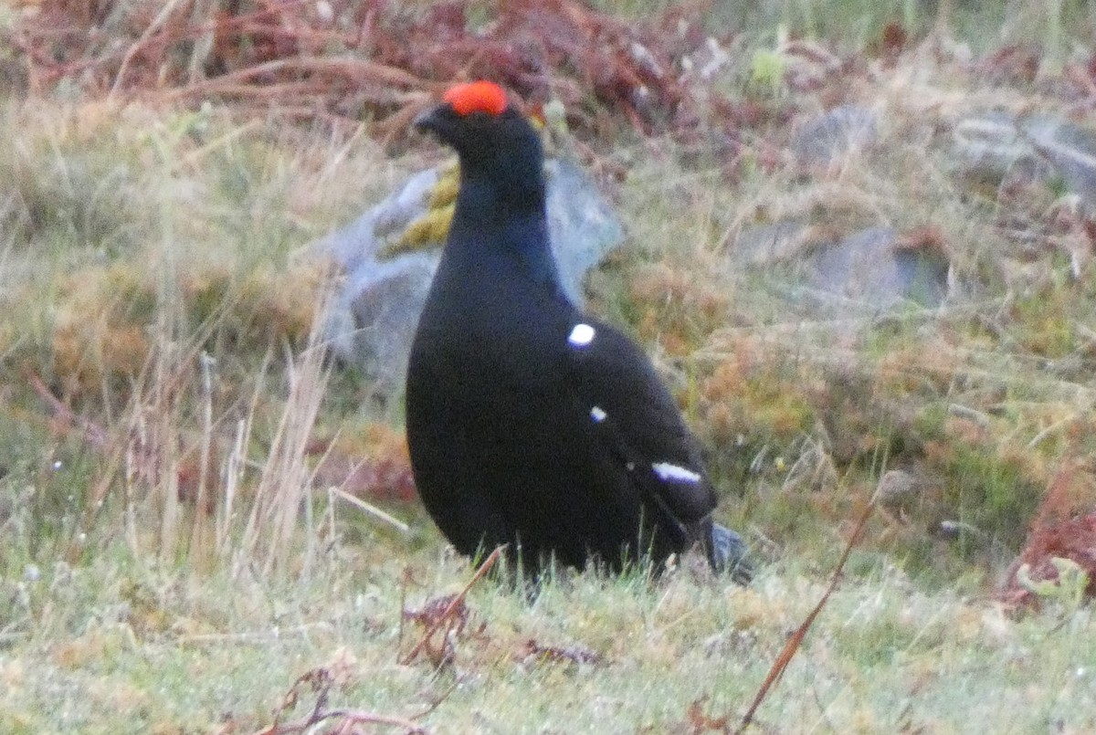 Black Grouse - Andrew Self