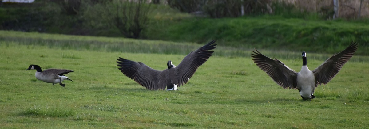 Canada Goose - ML572912111