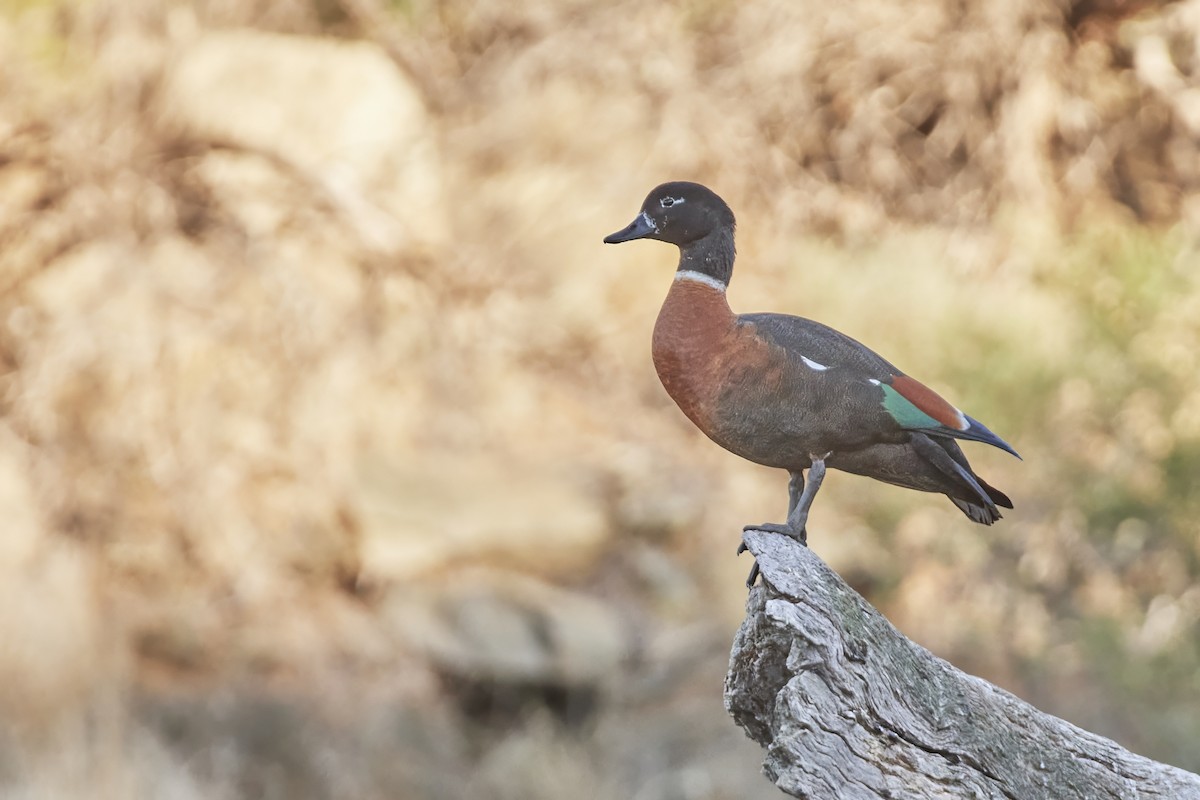 Australian Shelduck - Bill O’Brien