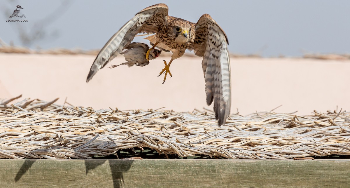 Eurasian Kestrel - Georgina Cole