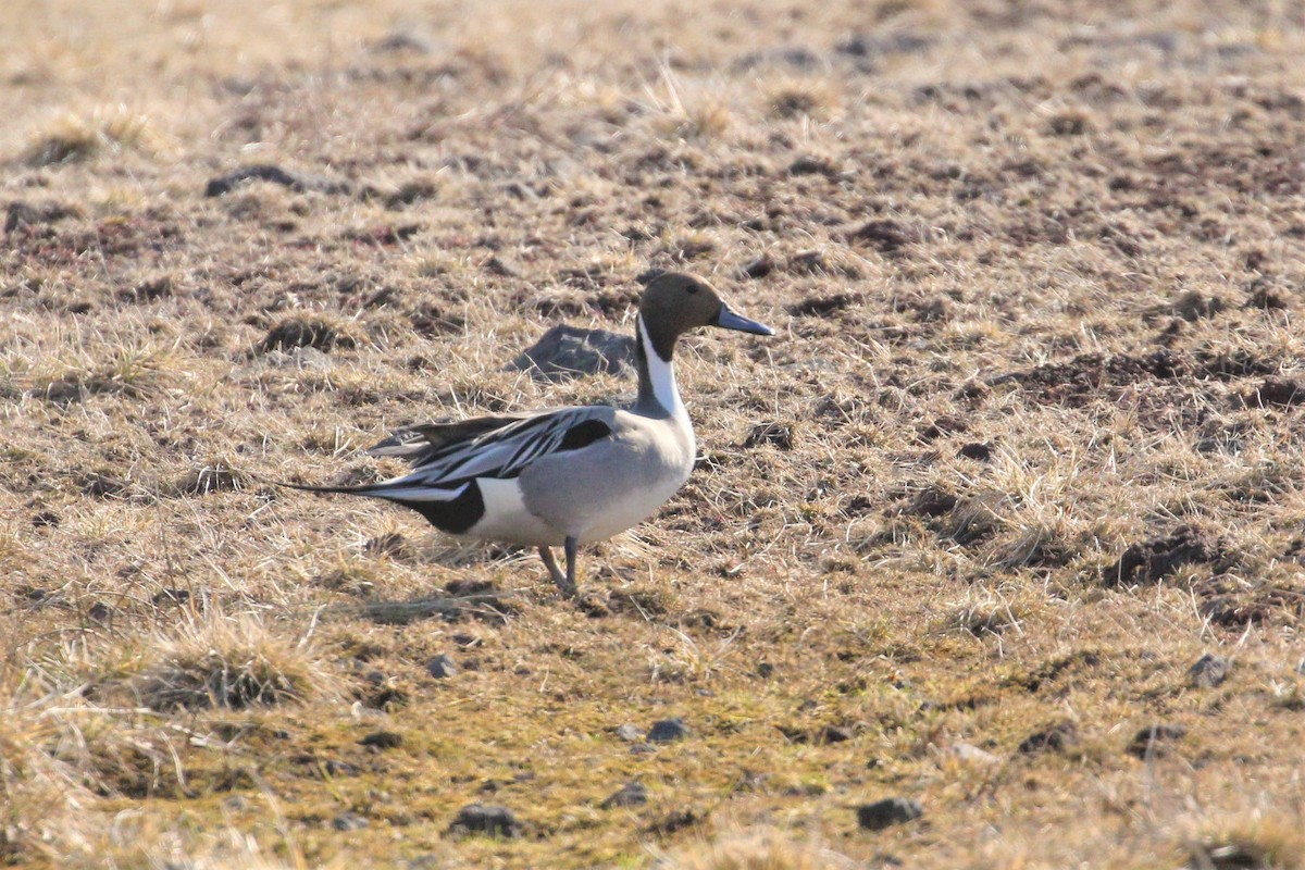 Northern Pintail - ML572915911