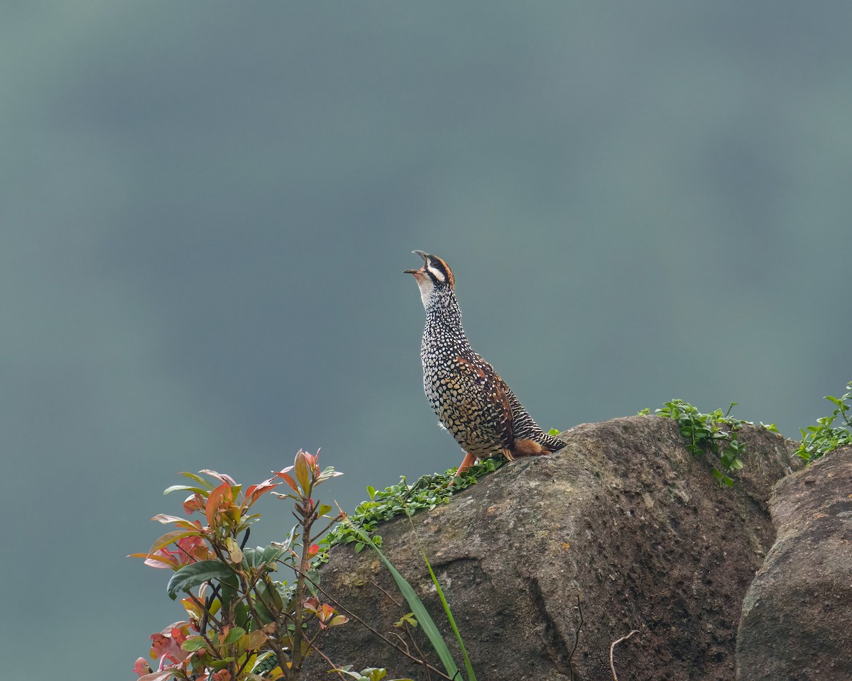 Chinese Francolin - ML572915951