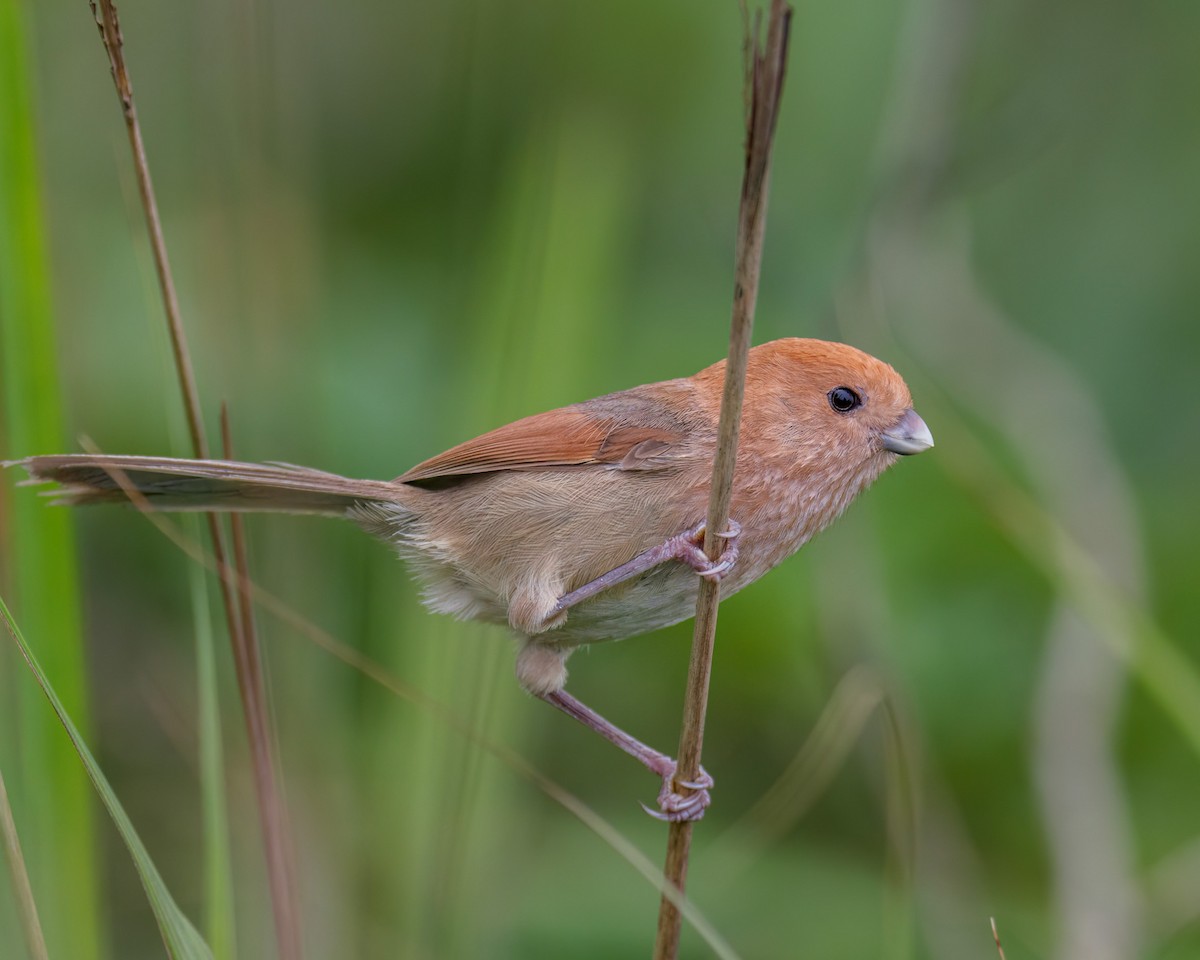 Vinous-throated Parrotbill - ML572916051