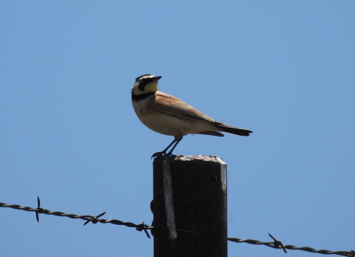 Horned Lark - hola avis