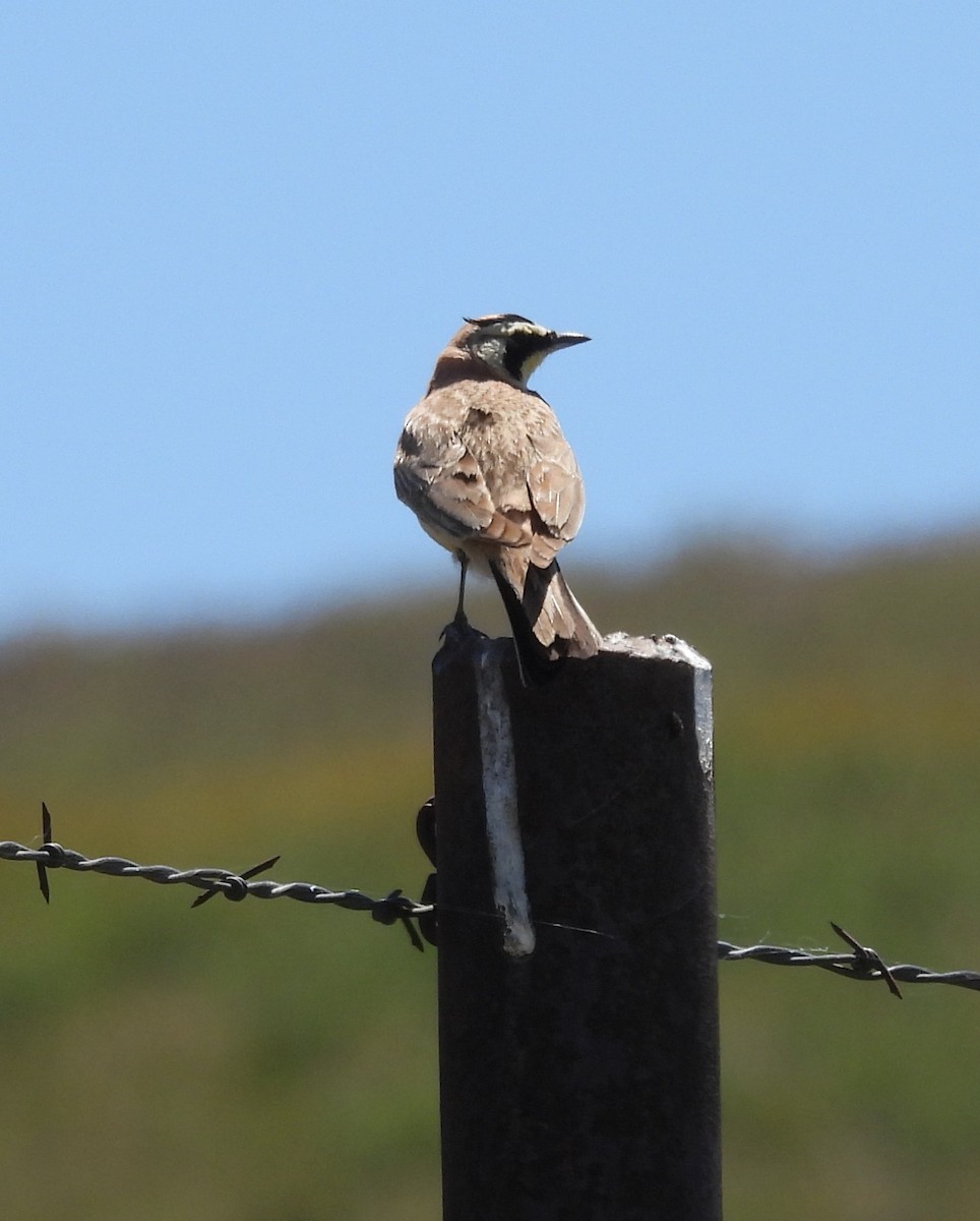 Horned Lark - hola avis