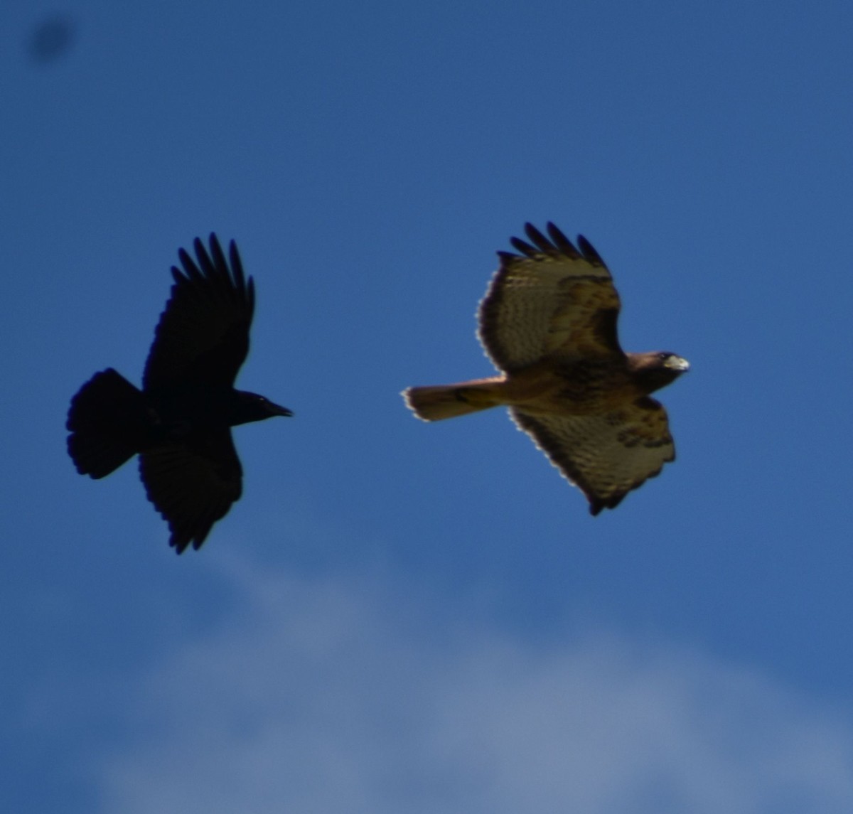 Red-tailed Hawk - Sally Anderson