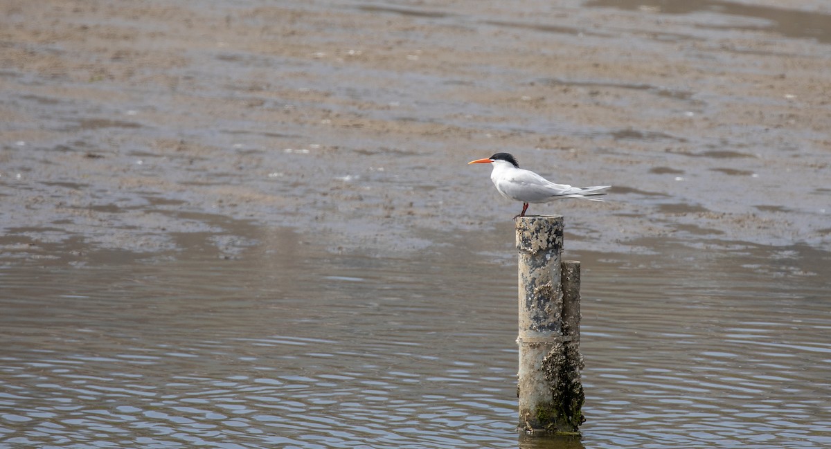 Elegant Tern - Michael Sadat