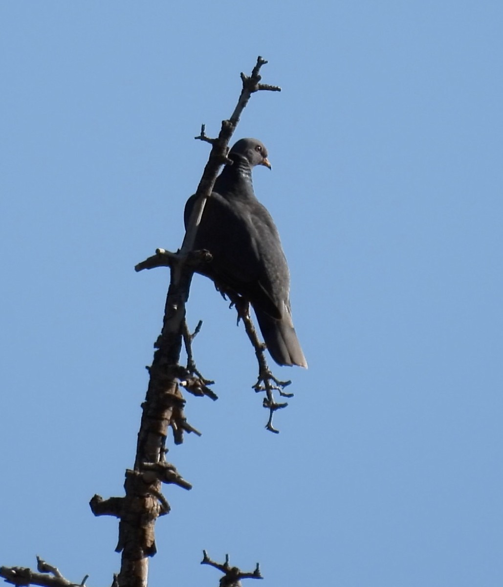 Band-tailed Pigeon - ML572918031