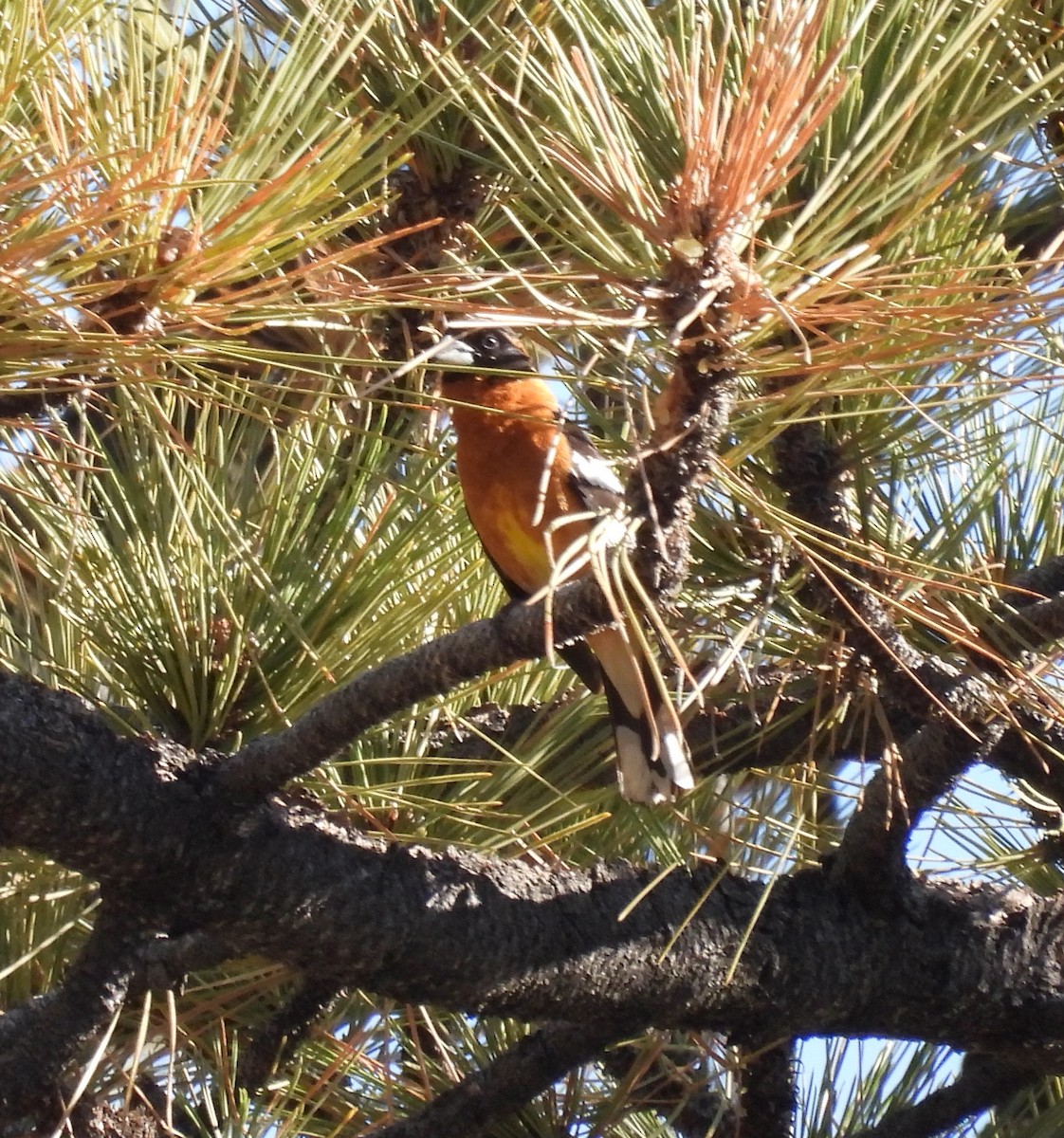 Black-headed Grosbeak - hola avis