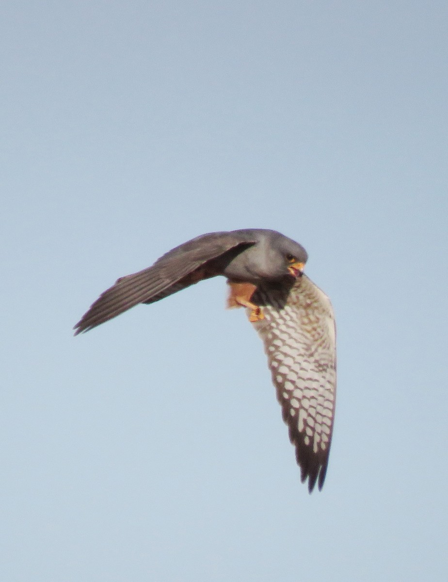 Red-footed Falcon - ML572918381