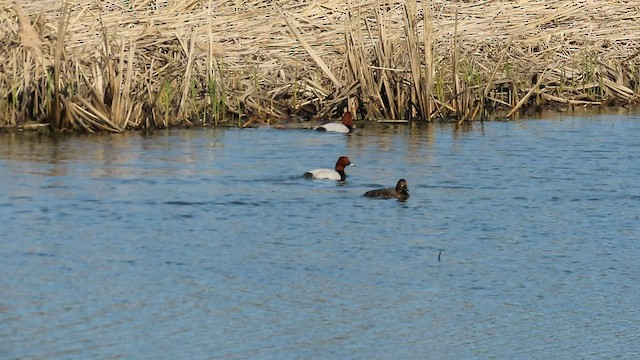 Common Pochard - ML572919041