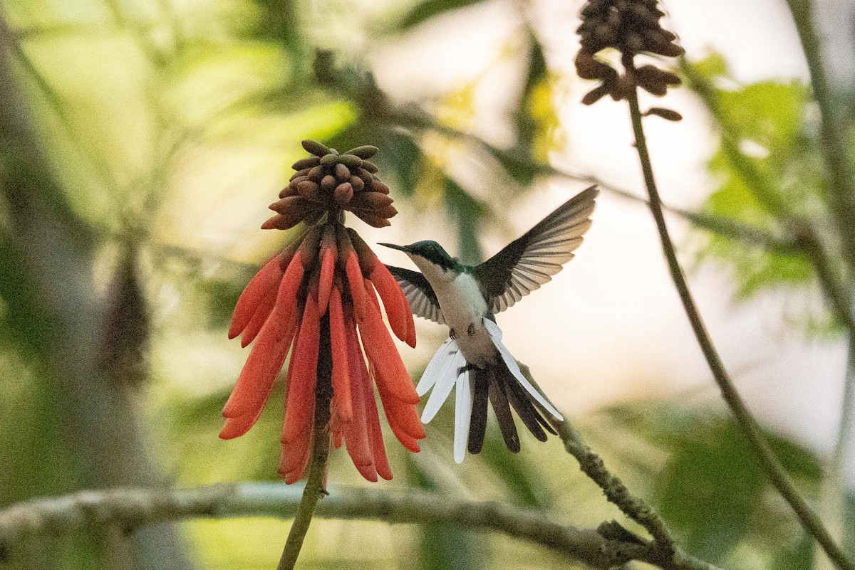 Purple-crowned Fairy - ML572919151